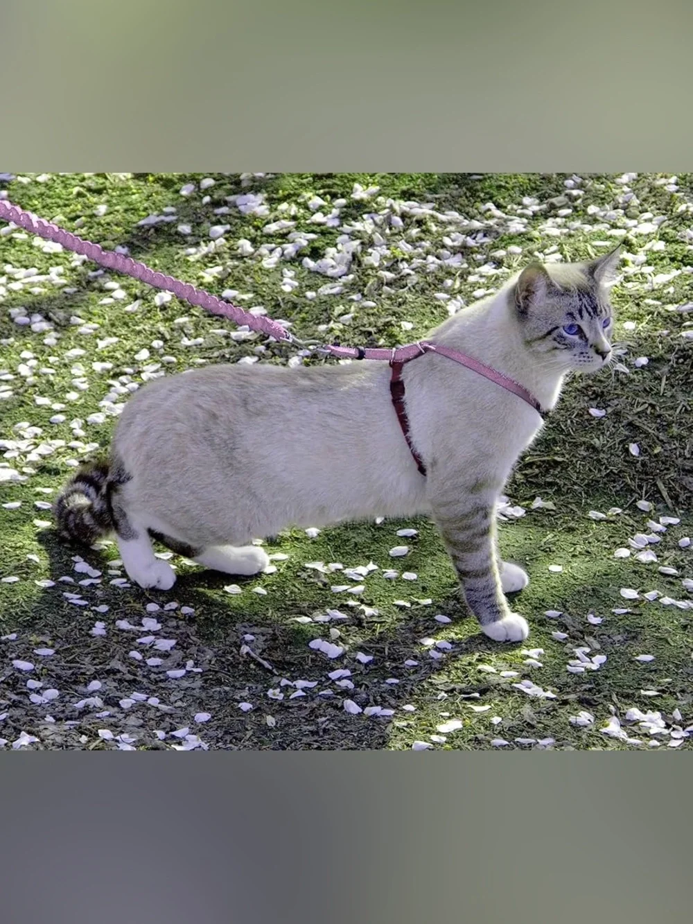 PetSafe Come with Me Kitty Medium Adjustable Harness Leash in Dusty Rose